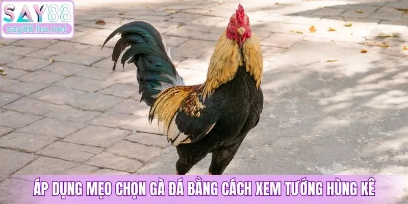Áp dụng mẹo chọn gà đá bằng cách xem tướng hùng kê