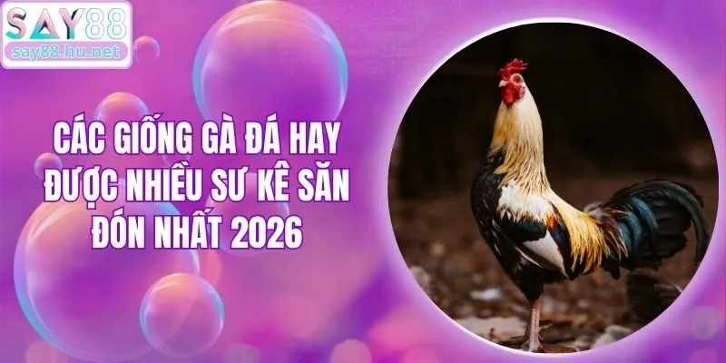 Các Giống Gà Đá Hay Được Nhiều Sư Kê Săn Đón Nhất 2026