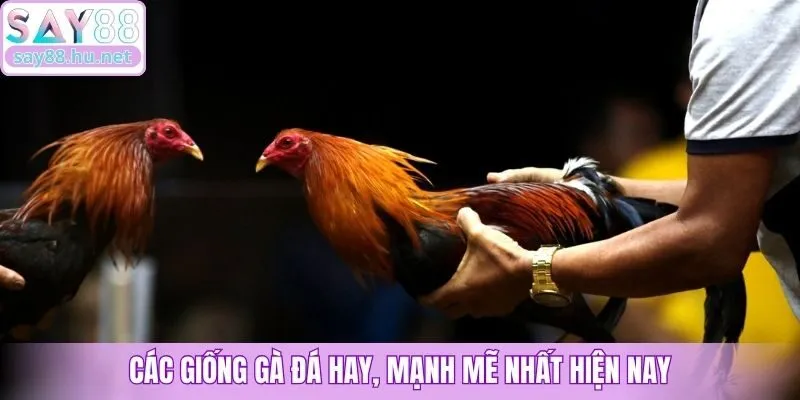 Các giống gà đá hay, mạnh mẽ nhất hiện nay