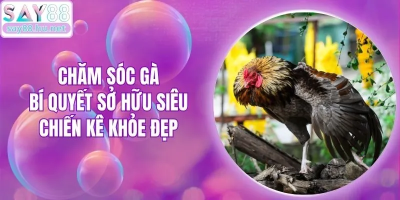 Chăm Sóc Gà - Bí Quyết Sở Hữu Siêu Chiến Kê Khỏe Đẹp