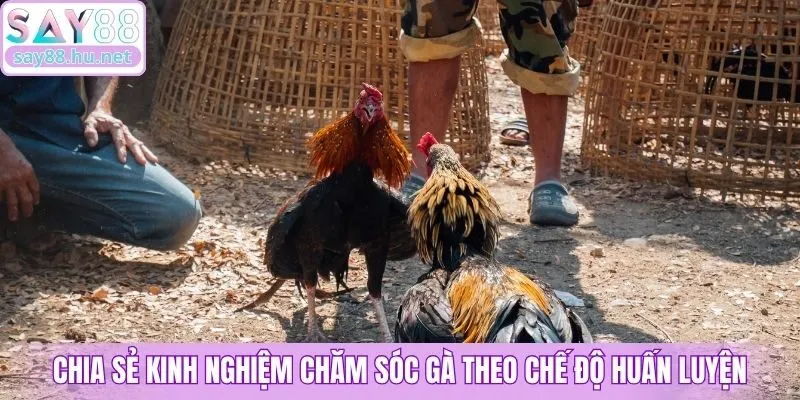 Chia sẻ kinh nghiệm chăm sóc gà theo chế độ huấn luyện