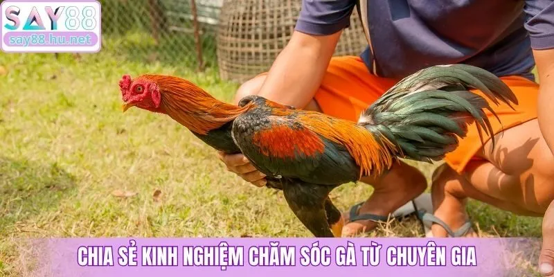 Chia sẻ kinh nghiệm chăm sóc gà từ chuyên gia