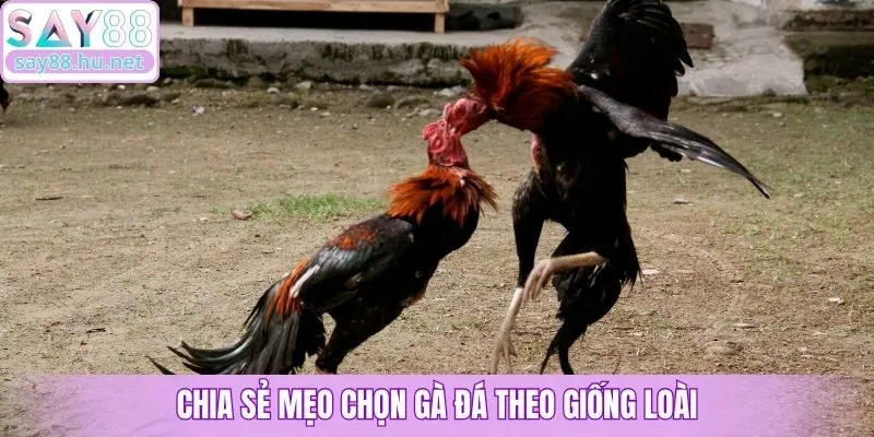 Chia sẻ mẹo chọn gà đá theo giống loài