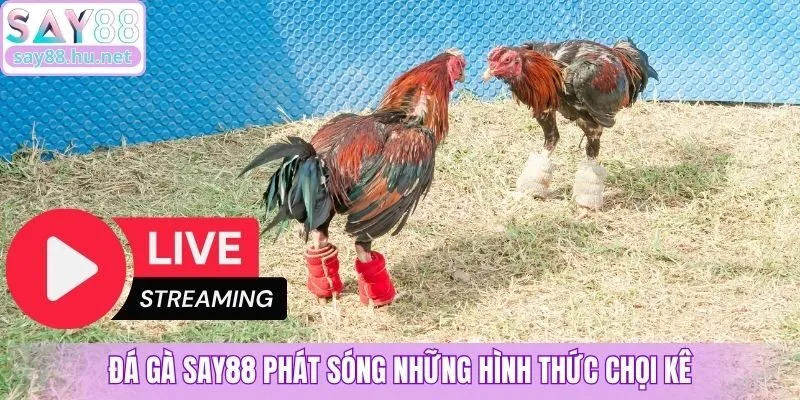 Đá gà Say88 phát sóng những hình thức chọi kê