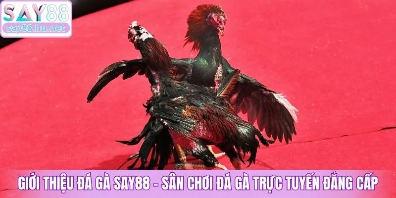 Giới thiệu đá gà Say88 - Sân chơi đá gà trực tuyến đẳng cấp