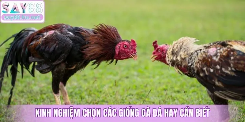 Kinh nghiệm chọn các giống gà đá hay cần biết