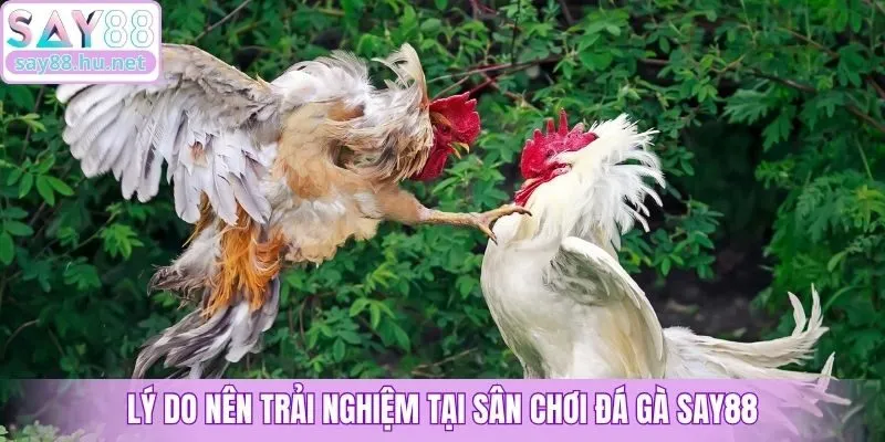 Lý do nên trải nghiệm tại sân chơi đá gà Say88