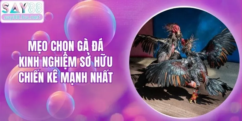 Mẹo Chọn Gà Đá - Kinh Nghiệm Sở Hữu Chiến Kê Mạnh Nhất