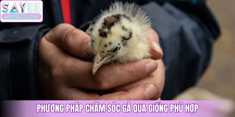 Phương pháp chăm sóc gà qua giống phù hợp