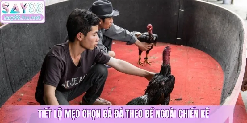 Tiết lộ mẹo chọn gà đá theo bề ngoài chiến kê
