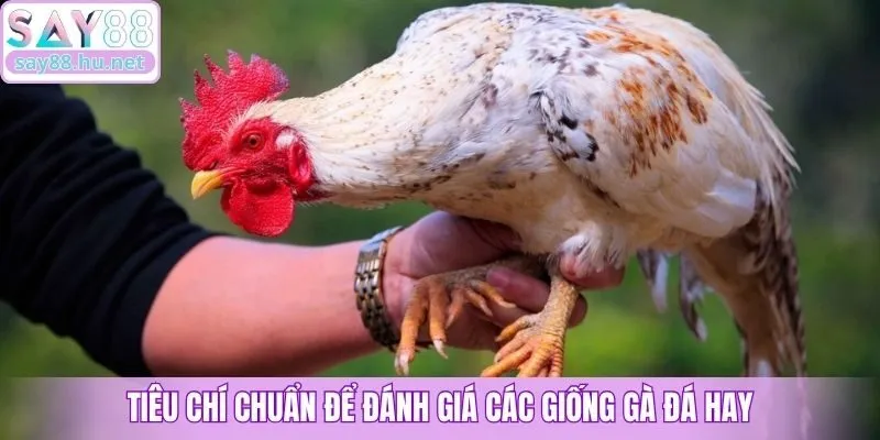 Tiêu chí chuẩn để đánh giá các giống gà đá hay